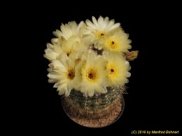 Notocactus concinnus v. aceguaensis 583